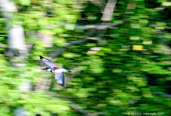 Kingfisher on the shoreline, Lac Champagneur