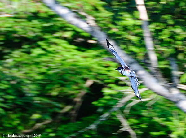 Kingfisher, Lac Champagneur