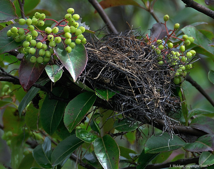A tiny bird's nest, in a swamp thicket, Lac Champagneur