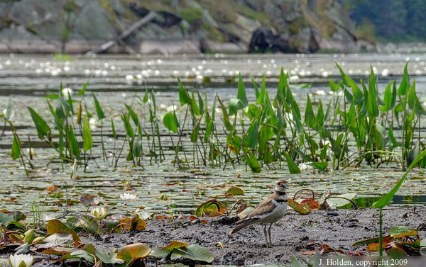 Sandpiper