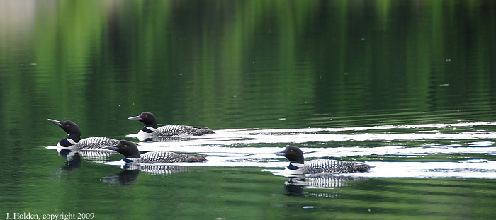 Adolescent Loons