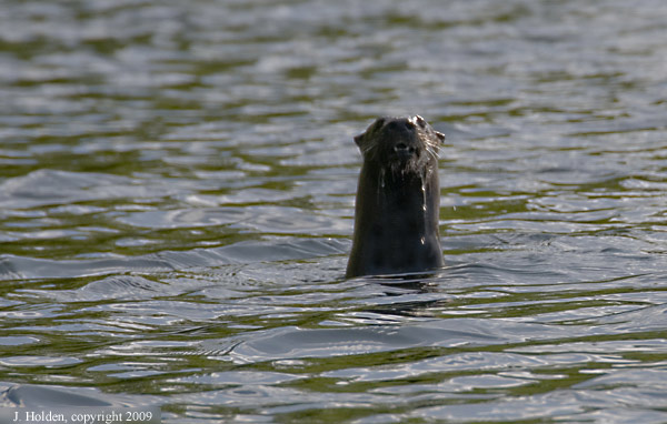 Lac Champagneur Otter