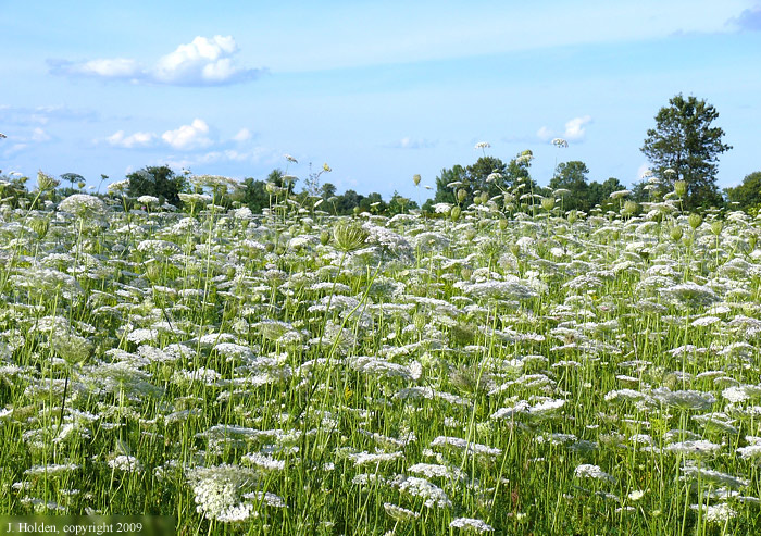 Queen Anne's Lace