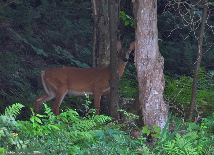 Deer on the Shore