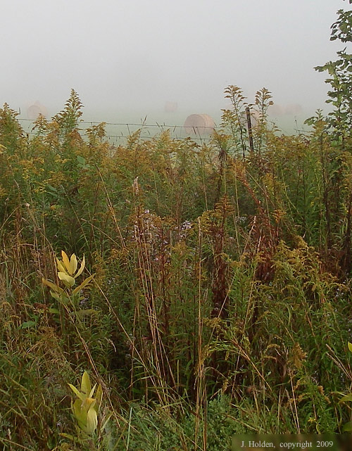 Meech Valley Fog