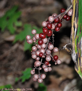Dogwood Berries?