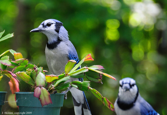 Backyard Bluejays