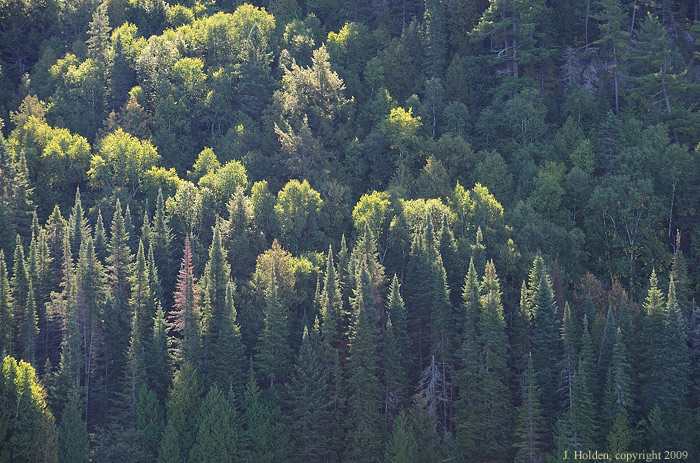 Backlit Trees, Algonquin Park 