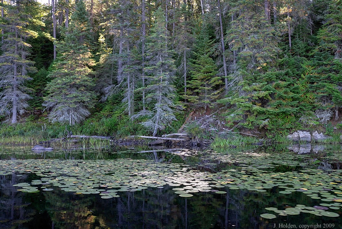Cool grays and greens of September
