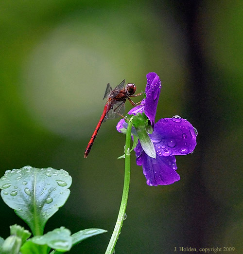 A cold rain and motionless damselfly