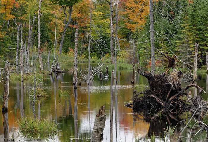 Swamp on Trail 3