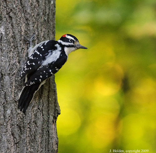 Woodpecker in the  golden wood