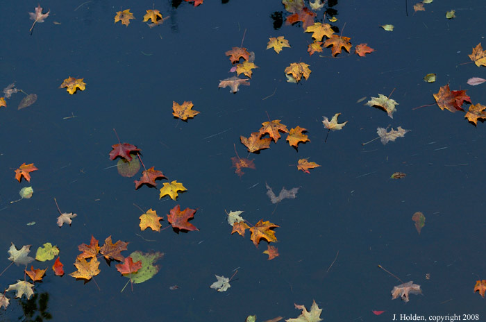 Leaves, Meech Creek