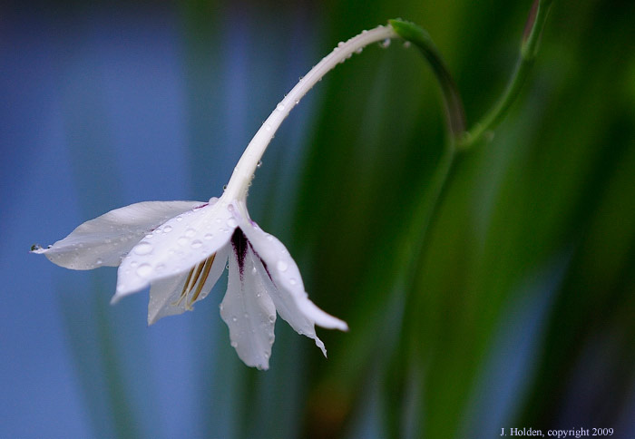 Peacock Orchid