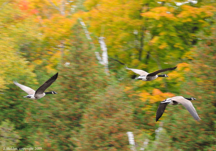 Canada Geese flying over Meech Lake