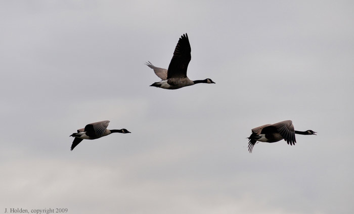 Flying south