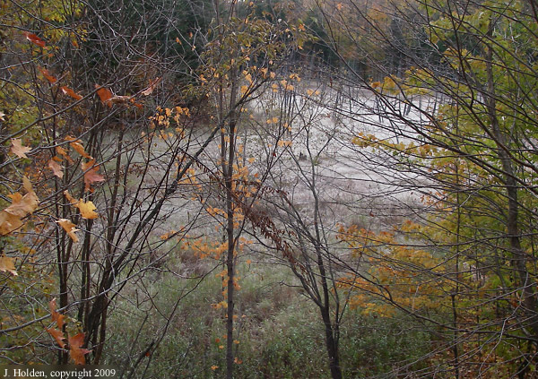 Frosty swamp, Ridge Road