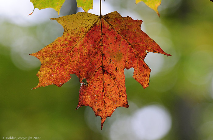 Maple Leaf