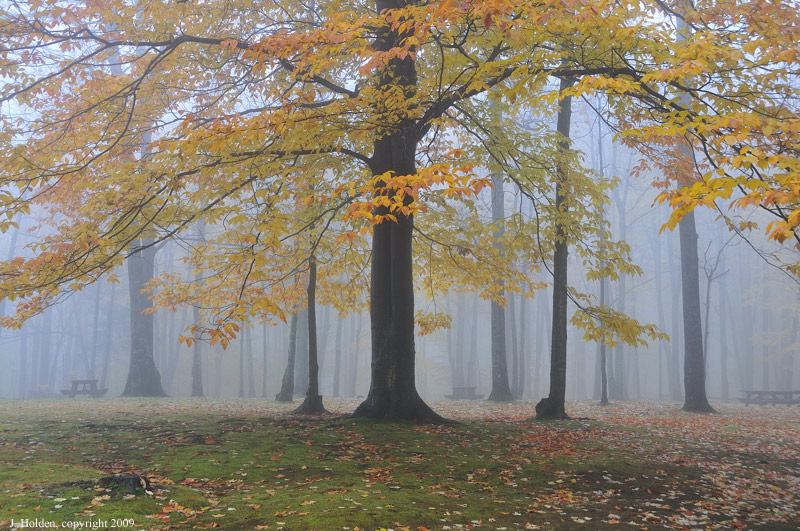 Stately Beech and Fog
