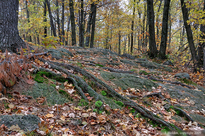Frank's Trail