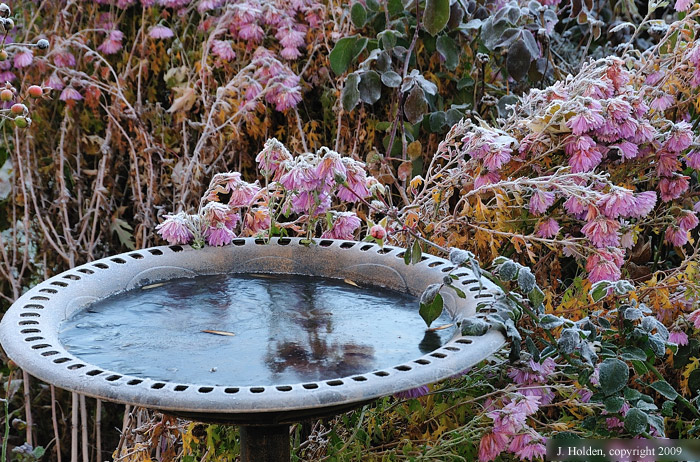 Icy birdbath and frosty chrysanthemums