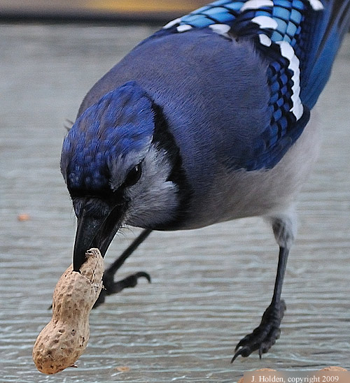 Bluejay