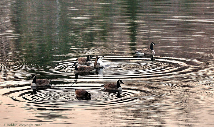 Geese are still here