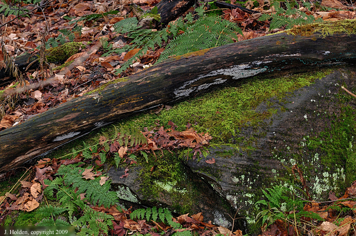 Moss on trail #2