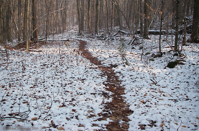 Peacful Forest Trail