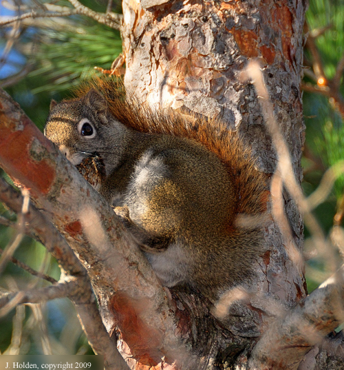 Wary Red Squirrel