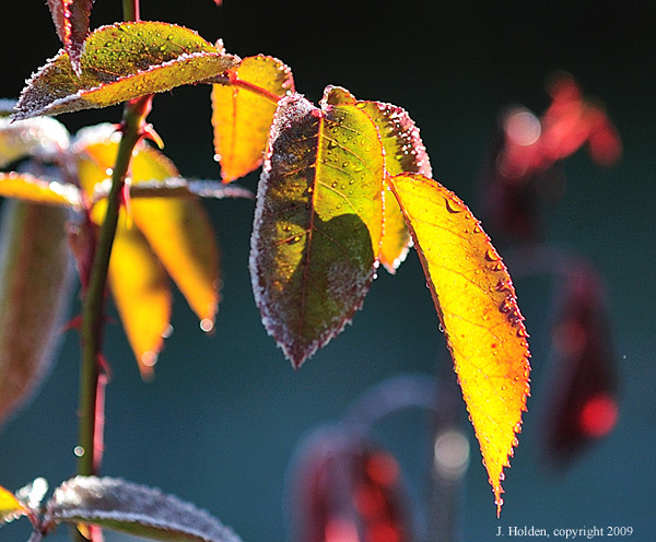 Rose leaves with morning frost