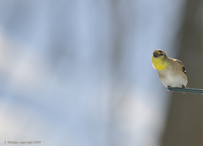 Curious Pine Siskin