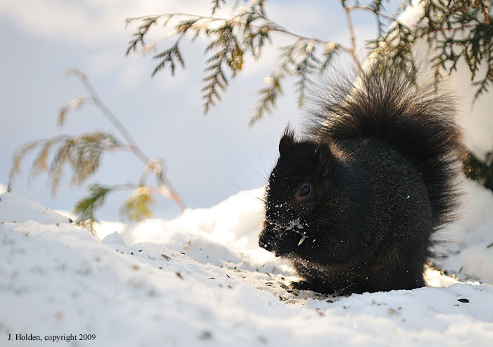 Black Squirrel Picnic