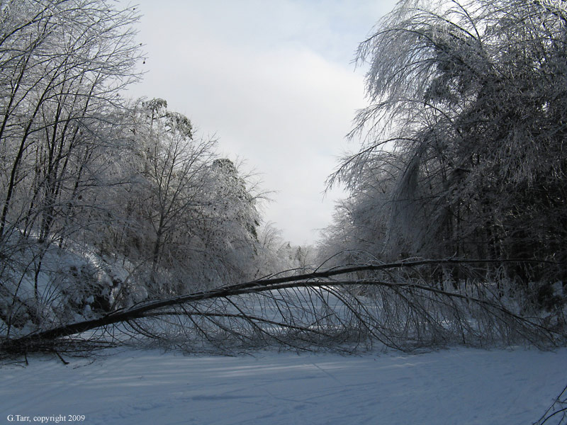 Fallen Tree, Doldrums