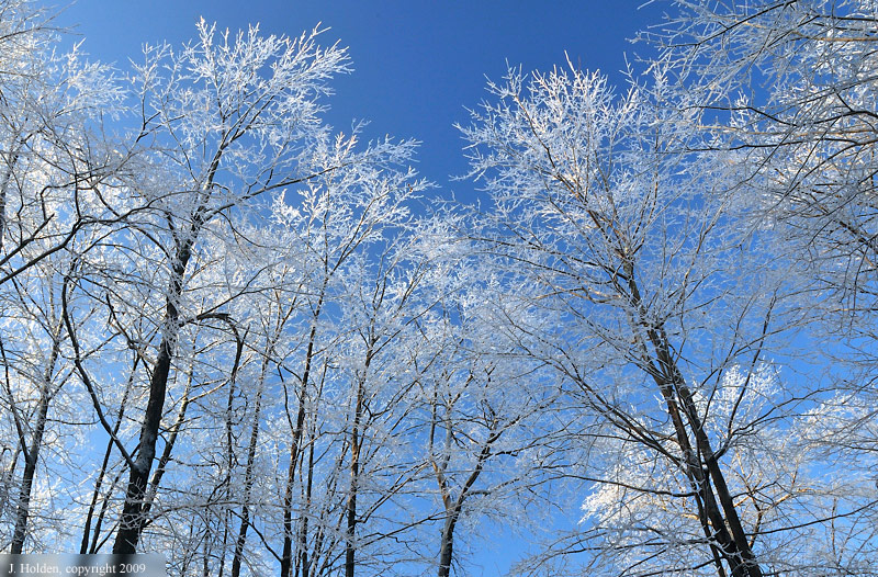 Blue Sky and Icy Trees