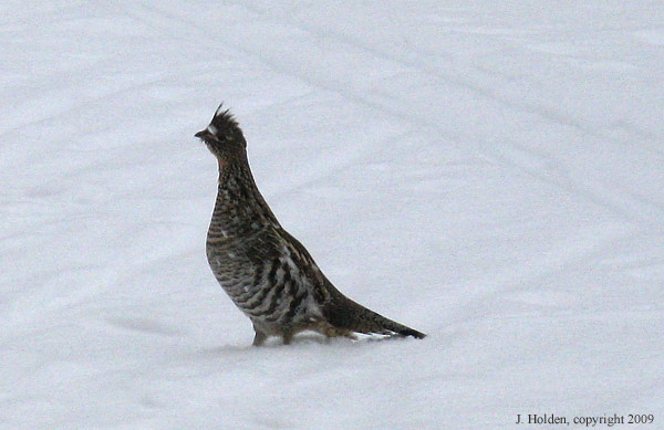 Grouse near Black Lake