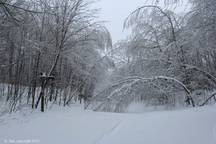 Trees Down