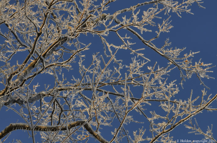 Ice laden branches
