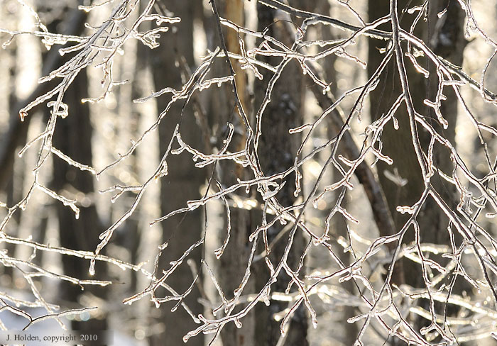 Ice Covered Branches