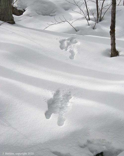 Wolf or Coyote tracks