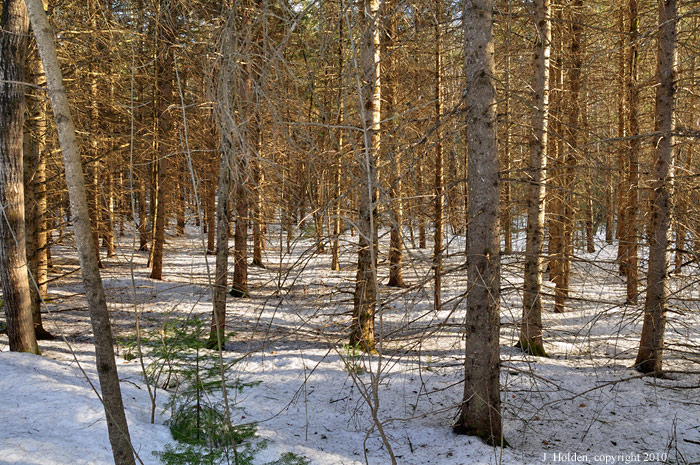 Afternoon sun and fir branches
