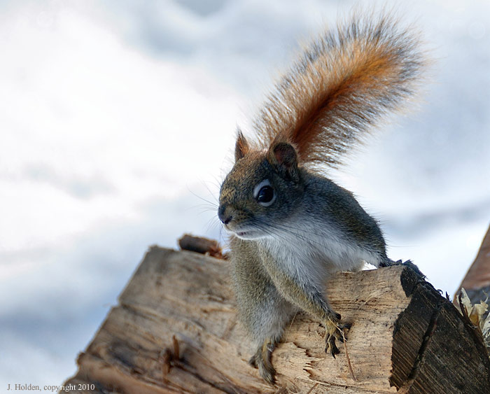 Red Squirrel at Herridge
