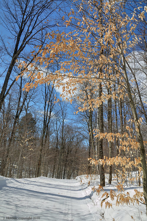 Golden Beech Leaves