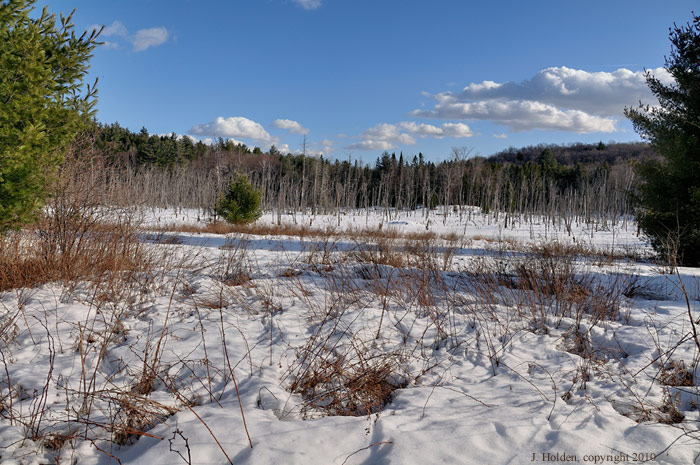 Dead Forest, trail 51