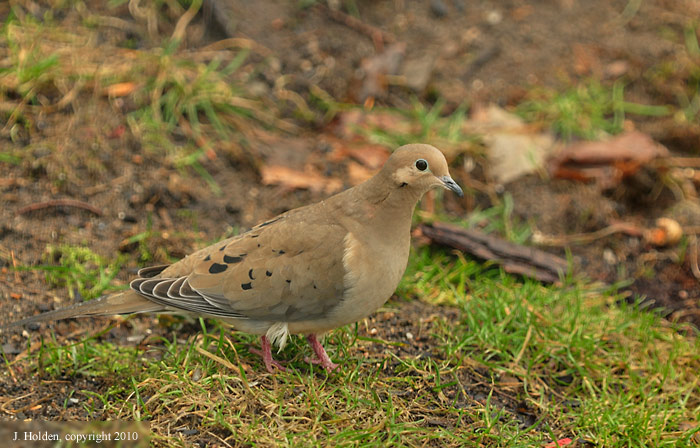 Mourning Dove in the wet grass