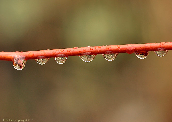 Dogwood in the Rain