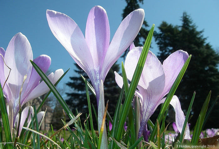 Monster Crocusses