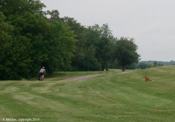 Young Fox, Rockcliffe Parkway