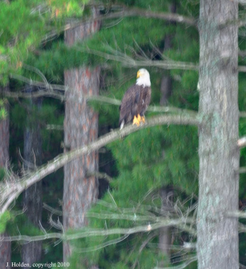 Blurry Bald Eagle