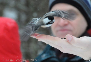 Chickadee